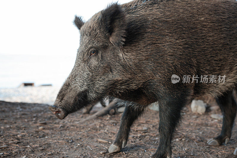 野猪(Sus scrofa)，欧亚野猪